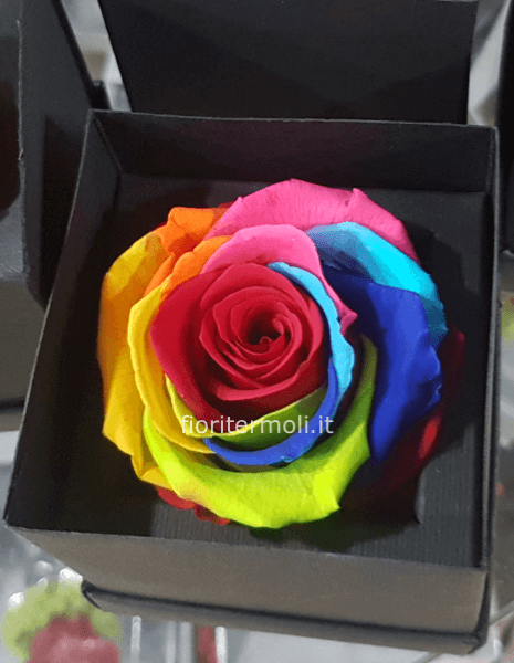 ROSA STABILIZZATA Rainbow