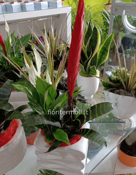 Composizione di piante con vaso in ceramica