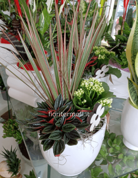 Composizione di piante miste  con vaso in ceramica