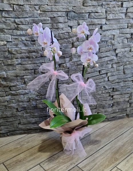 orchidea sui toni del rosa