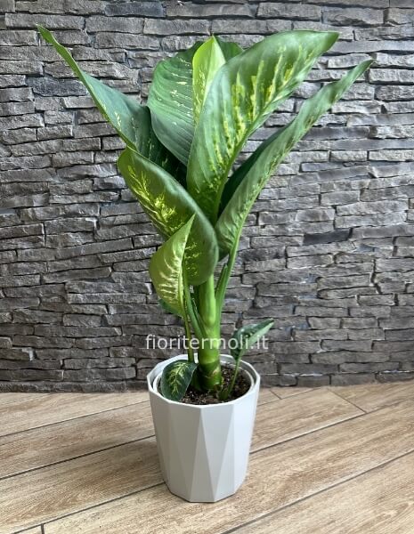 pianta di dieffenbachia