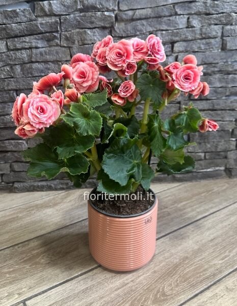 begonia sui toni del rosa con vaso in ceramica